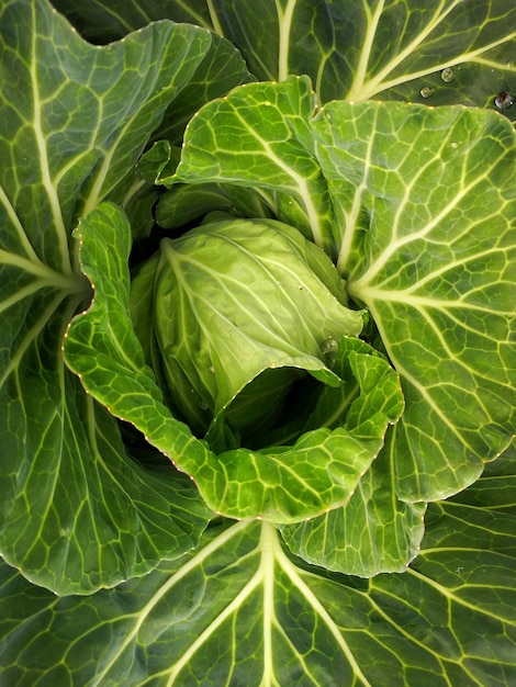 Photo full frame shot of green leaf