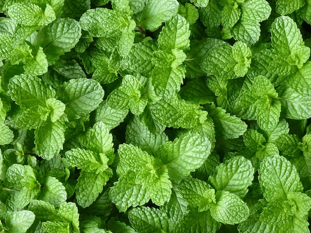 Photo full frame shot of green leaves-mint