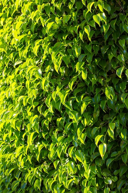 Full frame shot of green leaves