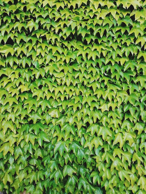 Full frame shot of green leaves