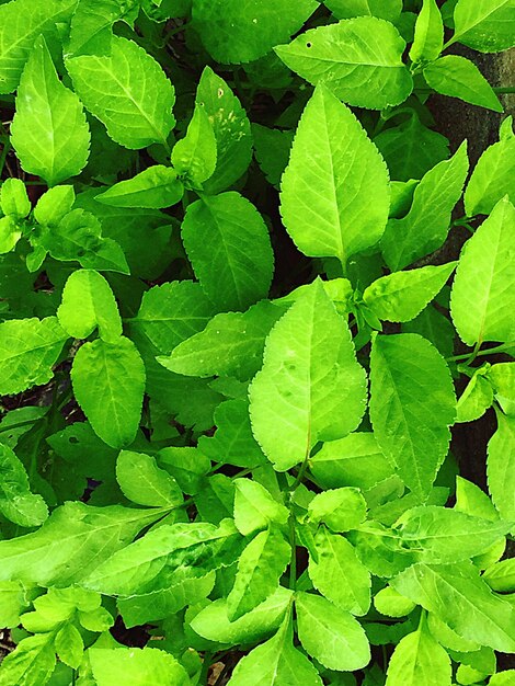 Full frame shot of green leaves