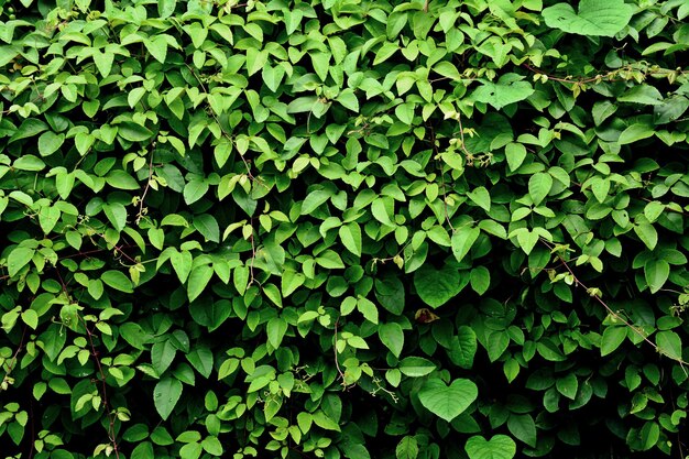 Full frame shot of green leaves