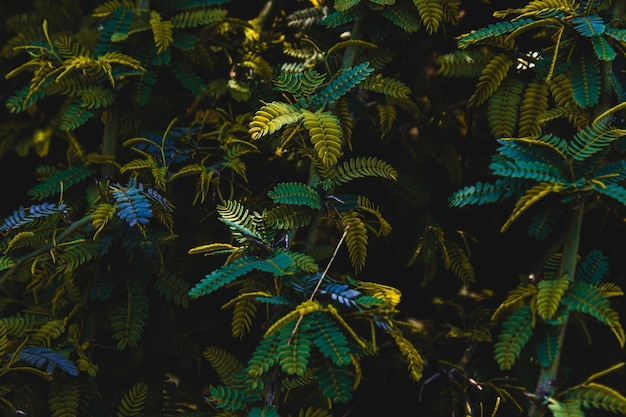 Photo full frame shot of green plants