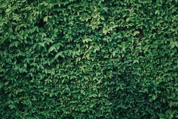 Full frame shot of ivy growing on plant