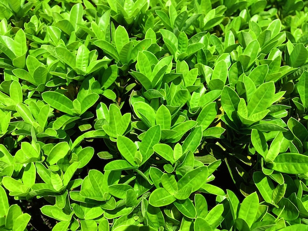 Full frame shot of leaves on field