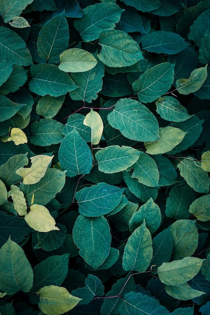 Photo full frame shot of leaves