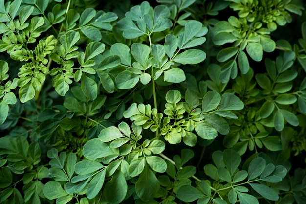 Full frame shot of leaves