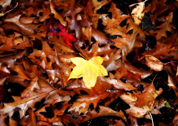 Photo full frame shot of leaves