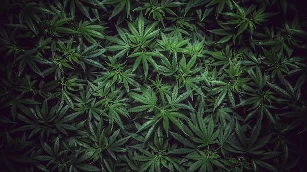 Photo full frame shot of marijuana plants in garden