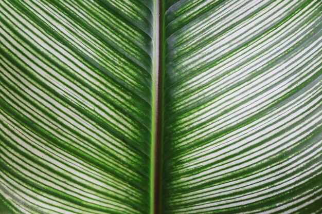 Photo full frame shot of palm tree leaves