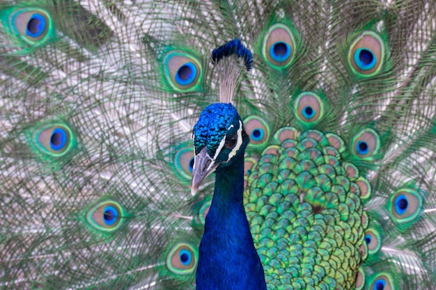 Full frame shot of peacock