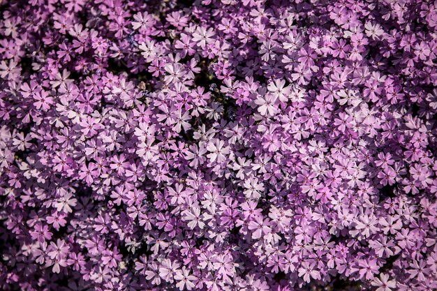 Full frame shot of pink flowering plants