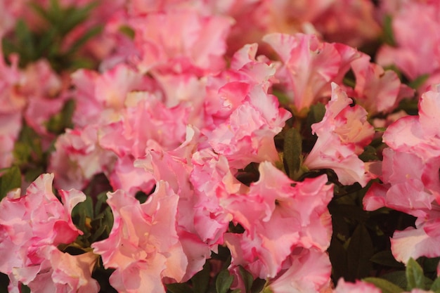 Full frame shot of pink flowers