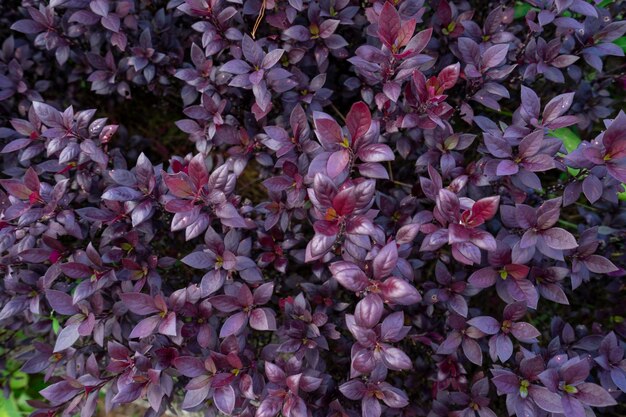 Photo full frame shot of purple flowering plant