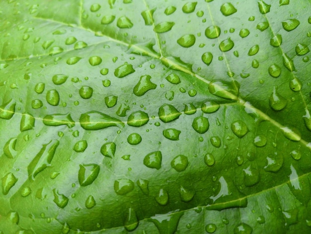 Photo full frame shot of raindrops on leaves