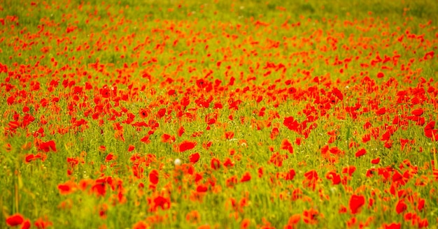 Full frame shot of red poppy flowers in field