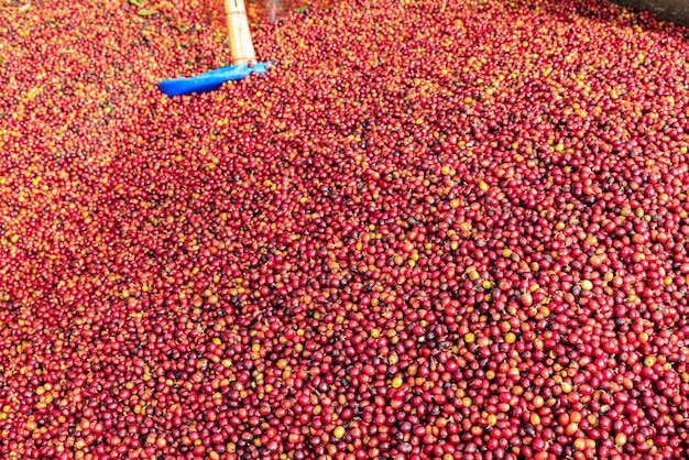 Full Frame Shot Of Red Raw Coffee Beans