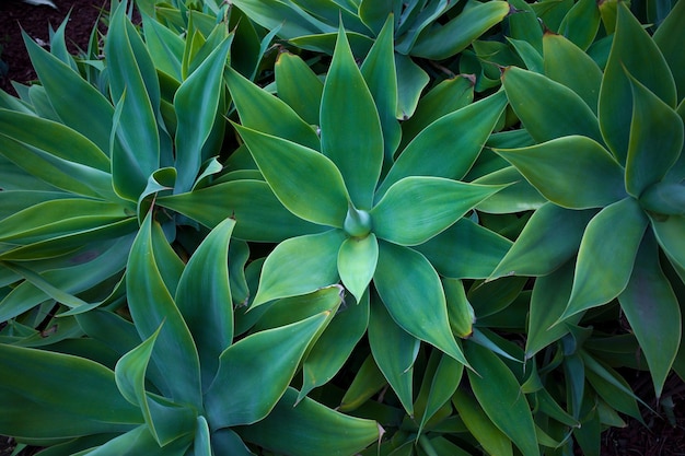 Full frame shot of succulent plant on field