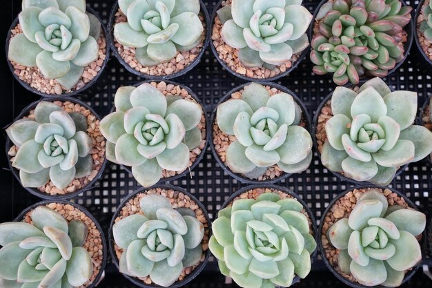 Photo full frame shot of succulent plant