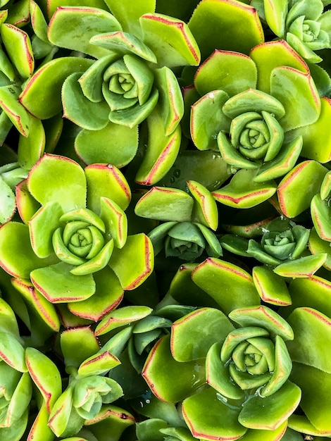 Full frame shot of succulent plants