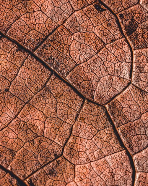 Photo full frame shot of tree leaf