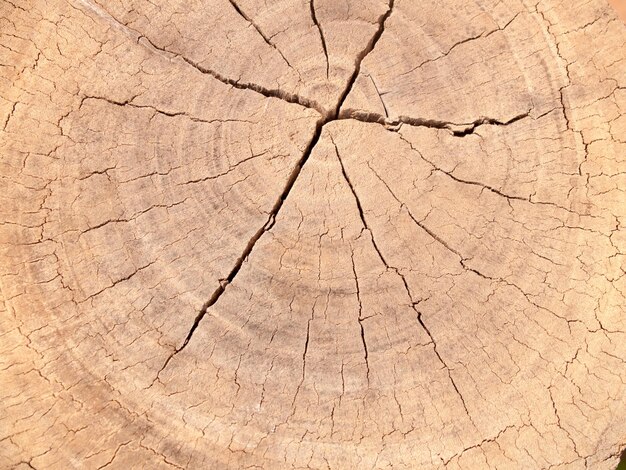 Full frame shot of tree stump