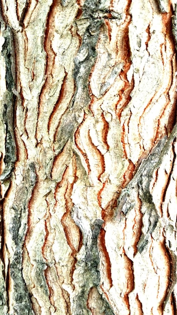 Photo full frame shot of tree trunk