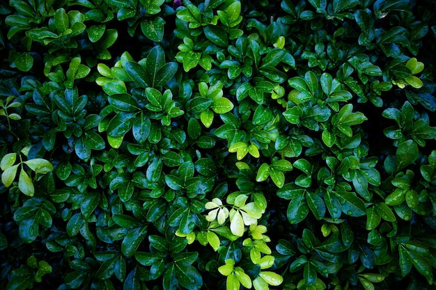 Full frame shot of wet green leaves