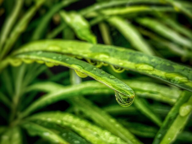 Full frame shot of wet green plant