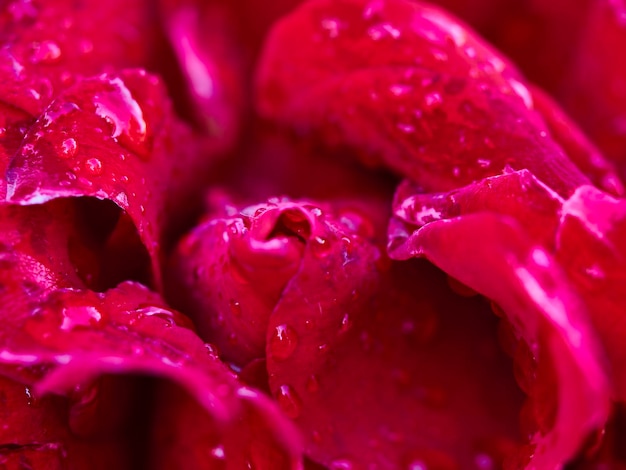 Photo full frame shot of wet pink rose