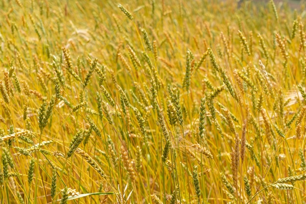 Full frame shot of wheat field