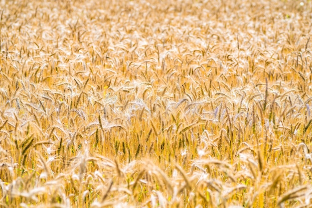 Photo full frame shot of wheat field