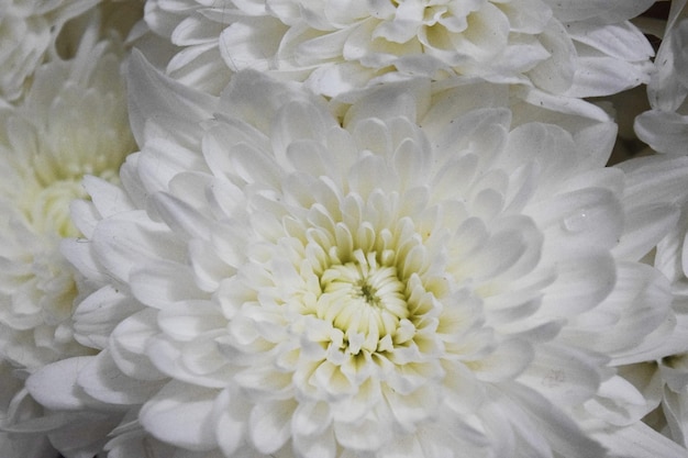 Full frame shot of white flower blooming outdoors