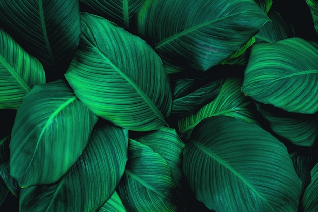 Full Frame of Spathiphyllum cannifolium Leaves Background