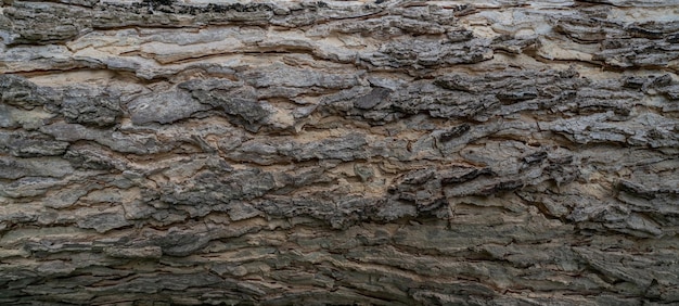 Full frame tree bark texture background Gray wood skin abstract background Pattern of natural tree