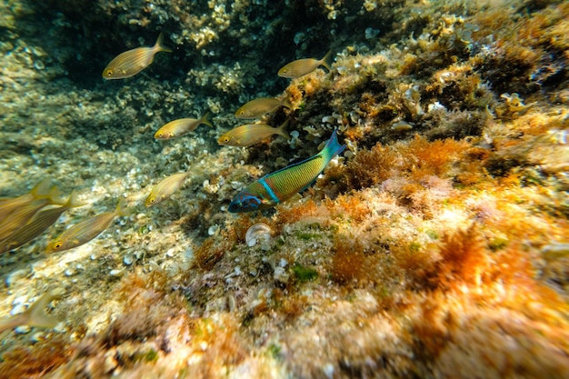 Full frame of underwater world with small bright blue and golden fish swimming in transparent clean water in sea bottom with coral reef and seaweeds