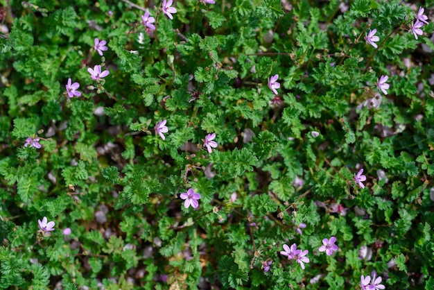 Full frame vibrant green and purple violet flowers