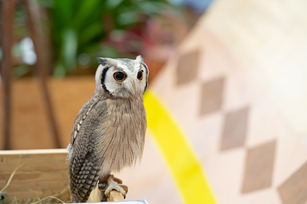 full length body white-faced scops owl portrait.