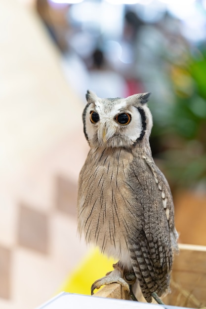 full length body white-faced scops owl portrait.