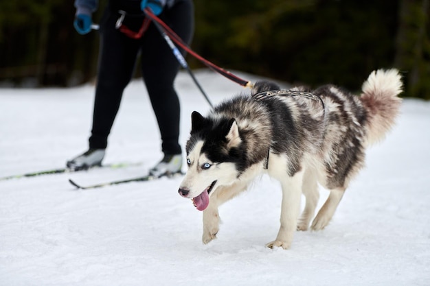 Photo full length of a dog on snow