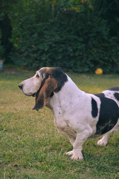 Photo full length of a dog standing on field