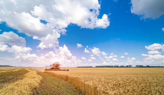 Full length view of the combine harvester harvest ripe wheat on a farm Wheat field against a blue sky Farming concept