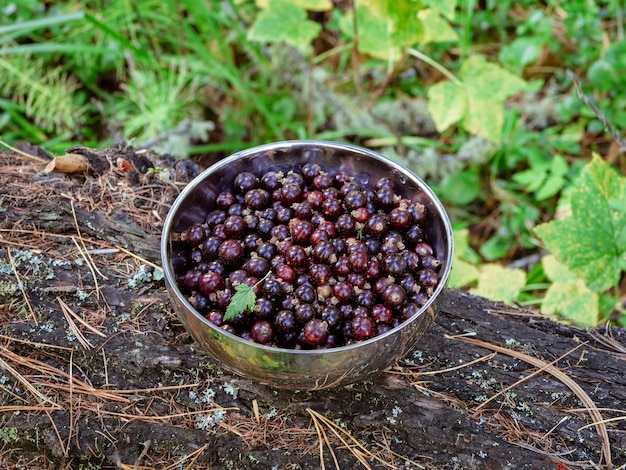 Full metal bowl of wild black currant berries Bowl with collected wild berries stands on a stump in the forest Gifts of nature black currants in a silver bowl