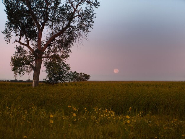 Full moon before sunrise in the field of South Dakota.