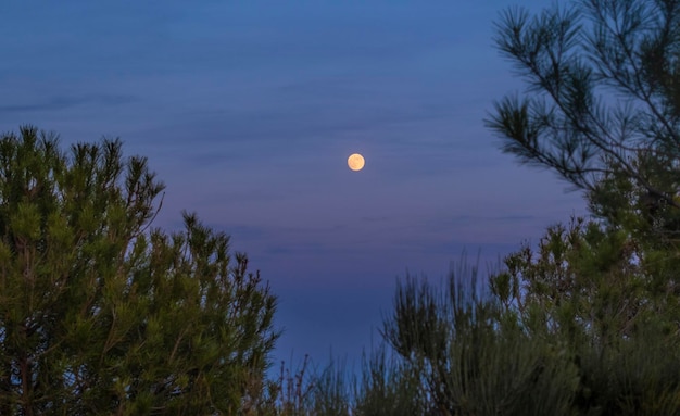 Photo full moon in the forest with colorful and misty sky