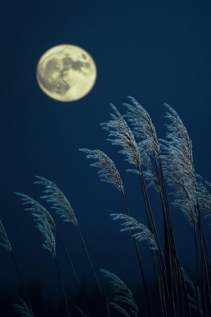 Photo a full moon is seen behind tall grass in the night sky