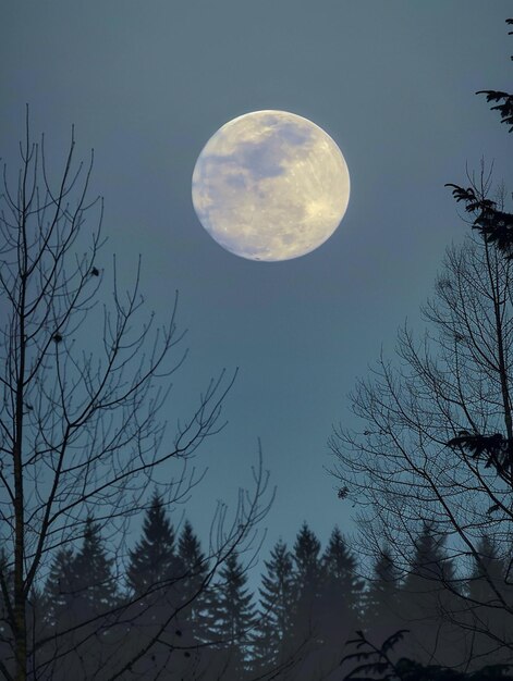 Photo a full moon is seen through the trees and the moon is in the sky