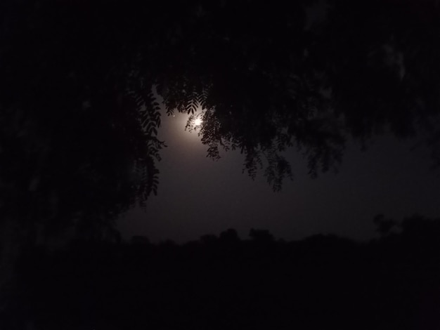 a full moon is shining through the trees and the moon is shining through the trees.