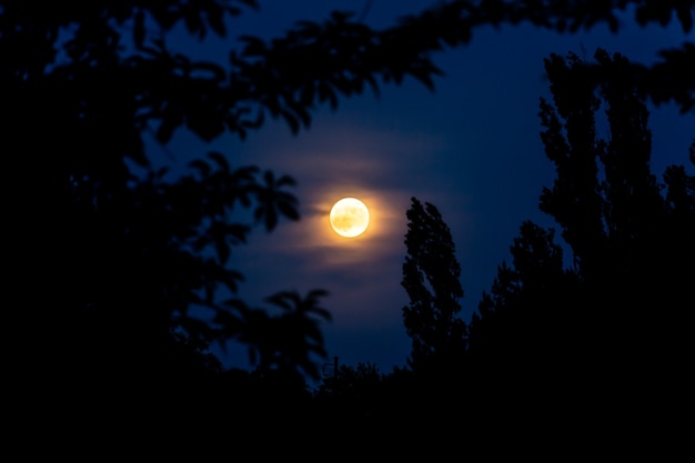 Full moon in the night sky among the trees