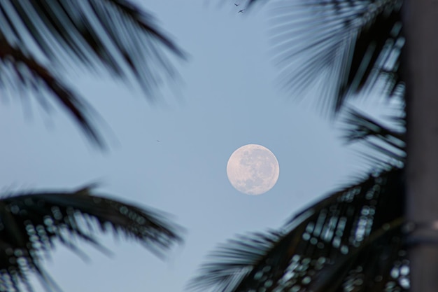 Full moon among the palm leaves in the morning in Rio de Janeiro